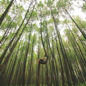 hutan pinus Kayon Semarang wisata alam sambil berfoto instagramable