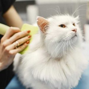 Rekomendasi Jasa Grooming Kucing di Surabaya Barat