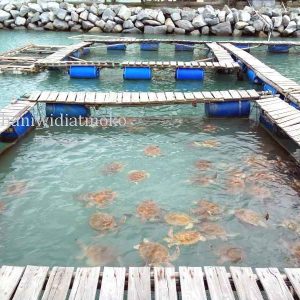 Penangkaran Penyu Bangka Selamatkan Penyu Dari Kepunahan