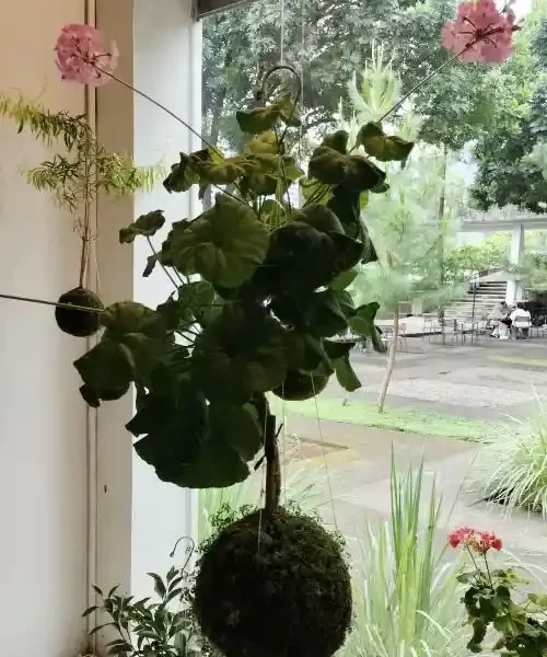 ruang kokedama